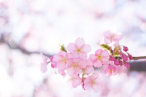 桜の花,春,ピンク色